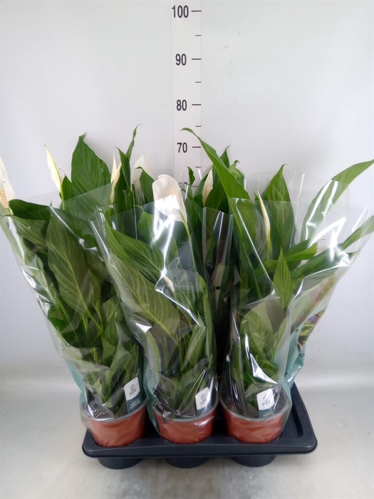 <h4>Spathiphyllum  'Bingo Cupido'</h4>