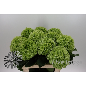 Hydrangea verena classic