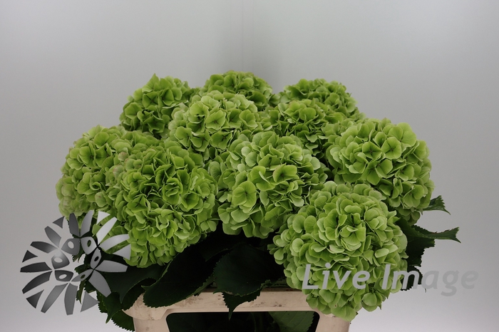 <h4>Hydrangea verena classic</h4>