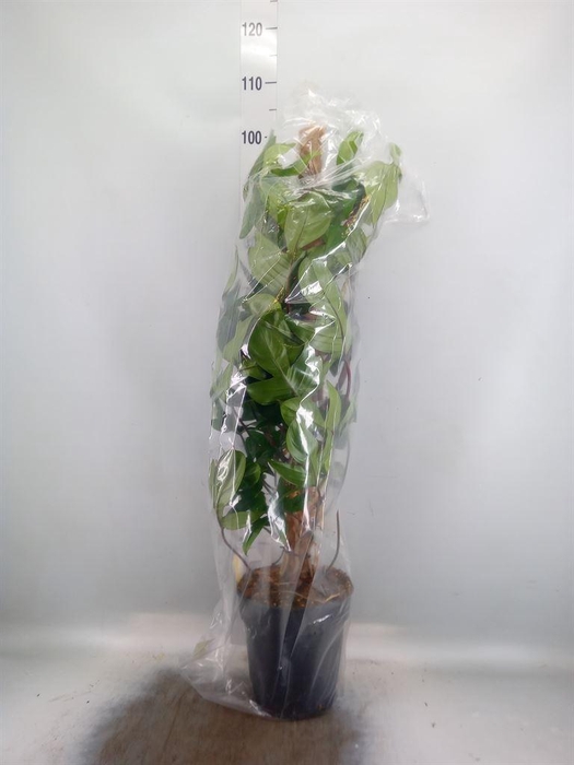 <h4>Philodendron pedatum</h4>
