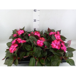 Impatiens NG 'ColPow Purple Flame'