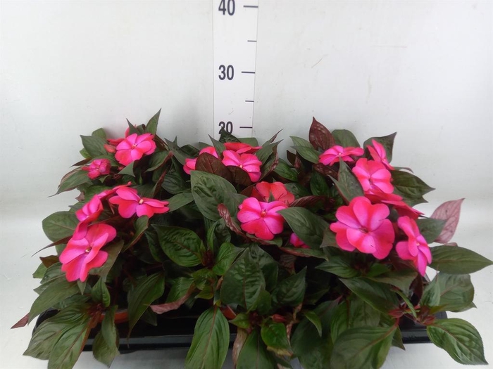 <h4>Impatiens NG 'ColPow Purple Flame'</h4>