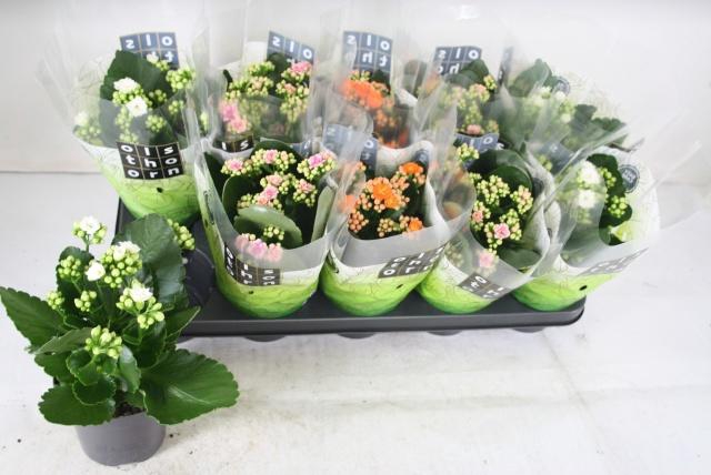 <h4>KAL GE GEM 3 KL</h4>