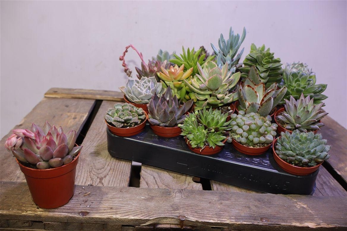 <h4>arr8 Succ Gemengd</h4>