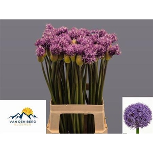 Allium Early Emperor