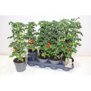 Tomatenplanten