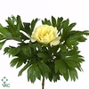 Paeonia bartzella