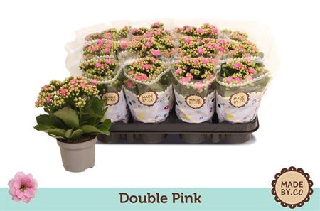 <h4>Kalan Gev Double Pink</h4>