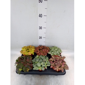 Fittonia   ...mix