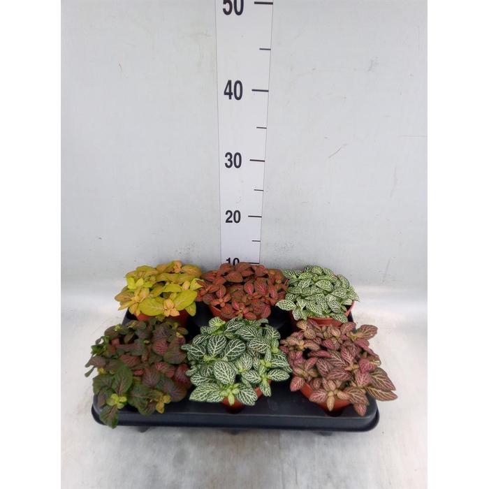 <h4>Fittonia   ...mix</h4>