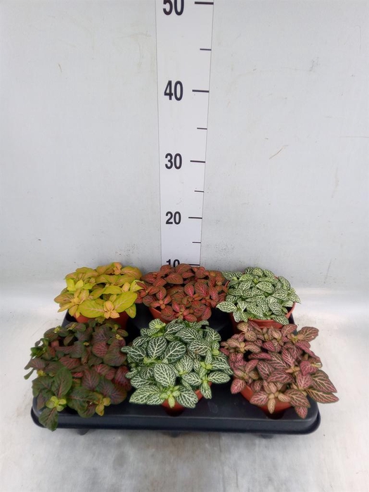 Fittonia   ...mix