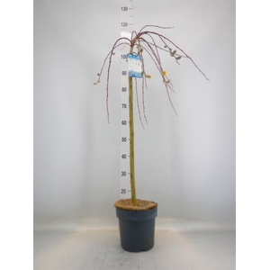 Salix caprea 'Kilmarnock'