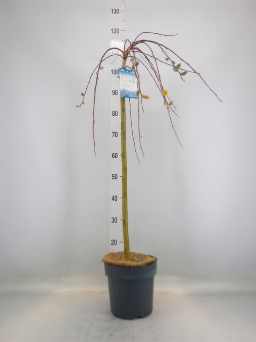 <h4>Salix caprea 'Kilmarnock'</h4>