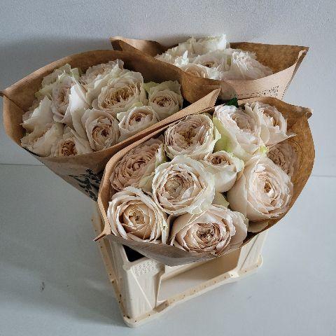 <h4>R GR SHADE OF BEIGE! .</h4>