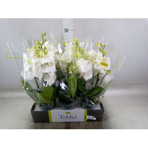 Phalaenopsis   ...white