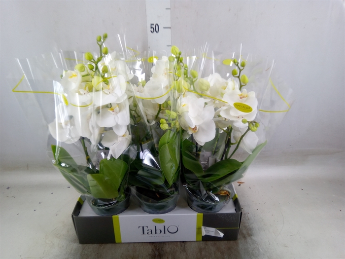 <h4>Phalaenopsis   ...white</h4>