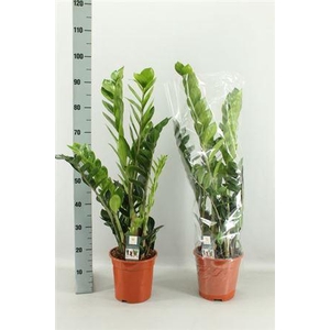 Zamio Zamiifolia 5-6+++ P21