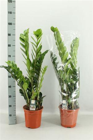 <h4>Zamio Zamiifolia 5-6+++ P21</h4>