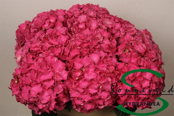 <h4>Hydr M Ch Rodeo Rd</h4>