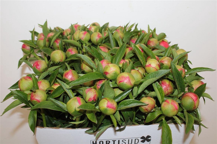 <h4>Paeo L Coral Charm</h4>