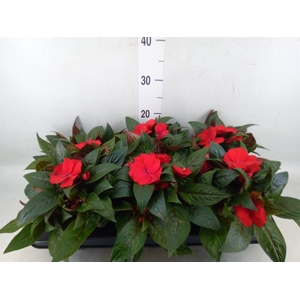 Impatiens NG 'Tamarinda Dark Red'