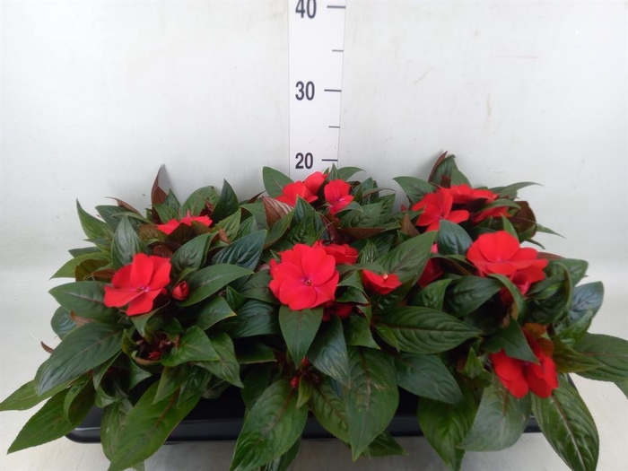 <h4>Impatiens NG 'Tamarinda Dark Red'</h4>