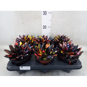 Echeveria  'Miranda'