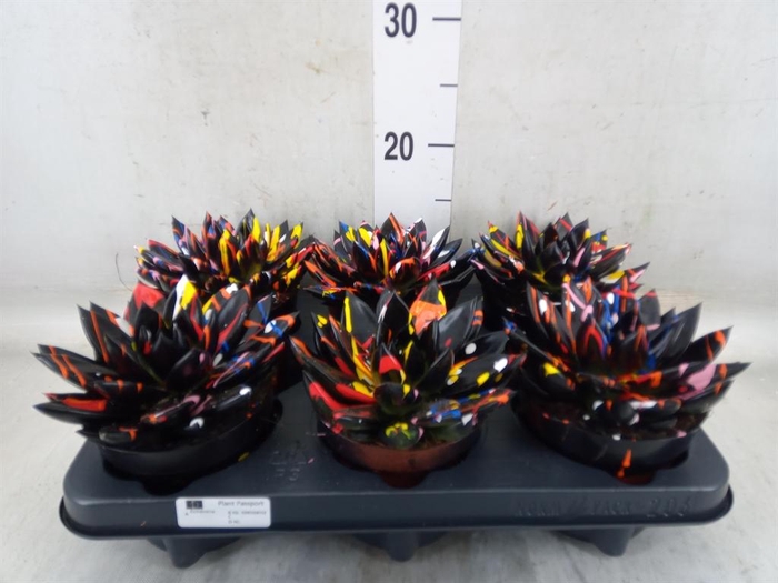 <h4>Echeveria  'Miranda'</h4>