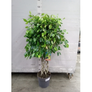 Ficus benja.   ...