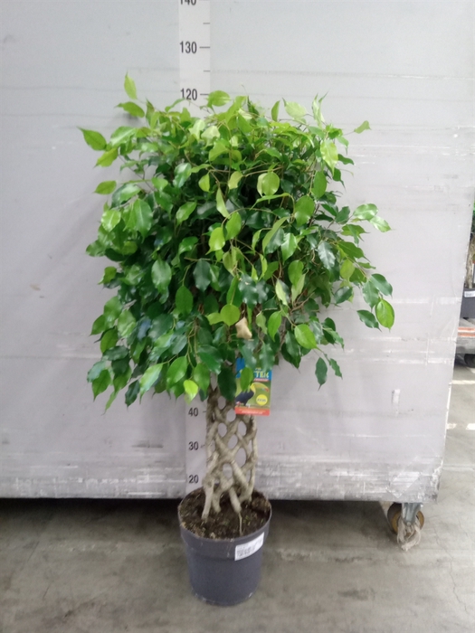 Ficus benja.   ...