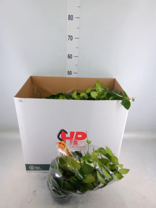 <h4>Aeschynanthus  'Mona Lisa'</h4>