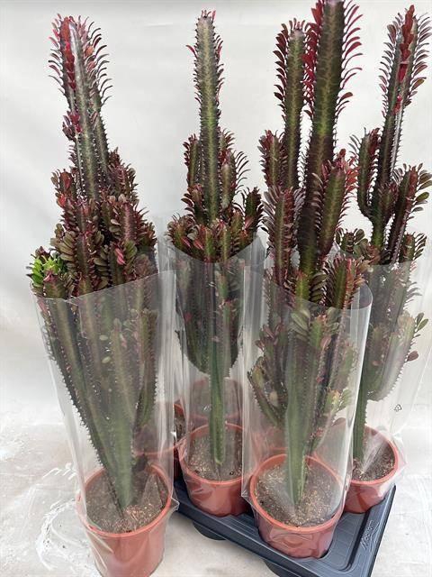 <h4>EUPHOR TRIG RUBRA</h4>