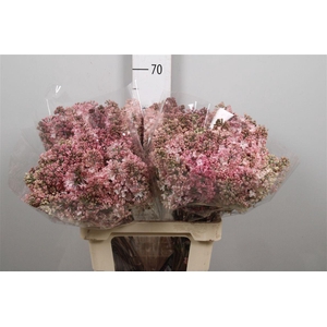 Syr Hy Maidens Blush 2+