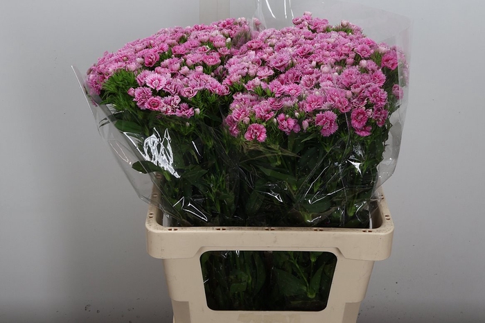 <h4>Di Barb Doblino Coral Pink</h4>