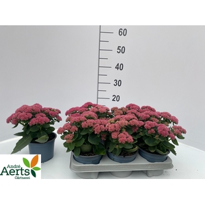 SEDUM TELEPHIUM