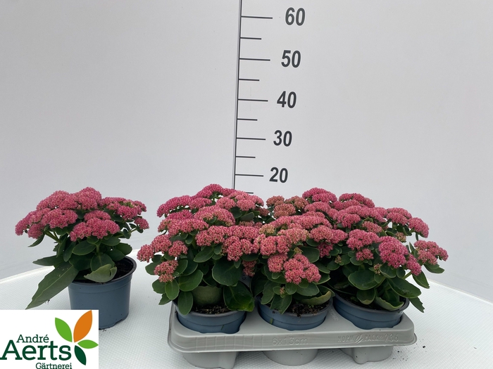 <h4>SEDUM TELEPHIUM</h4>