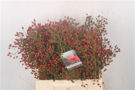 <h4>Rosa Fair Jewel Red</h4>