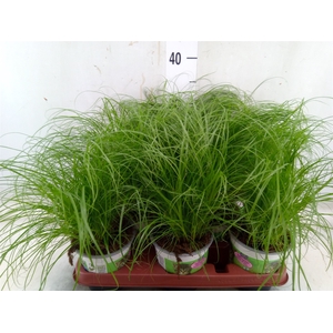 Cyperus alternifolius 'Zumula'