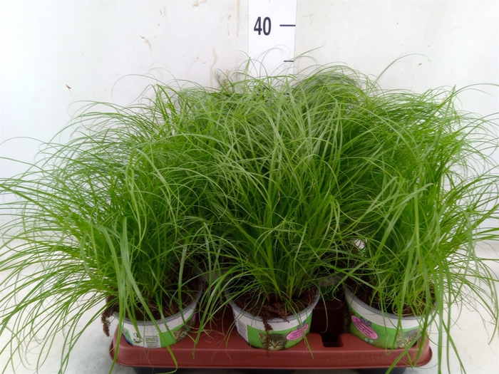 <h4>Cyperus alternifolius 'Zumula'</h4>