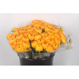 Ran.. Su Luce Extra X25