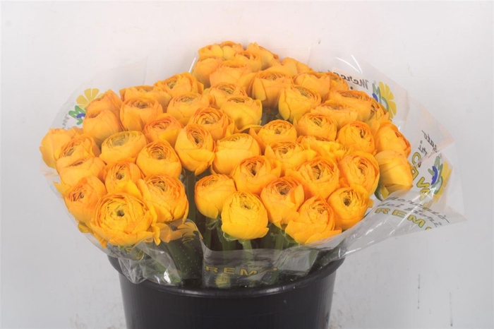 <h4>Ran.. Su Luce Extra X25</h4>