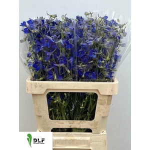 Delphinium Volkerfriede 60cm
