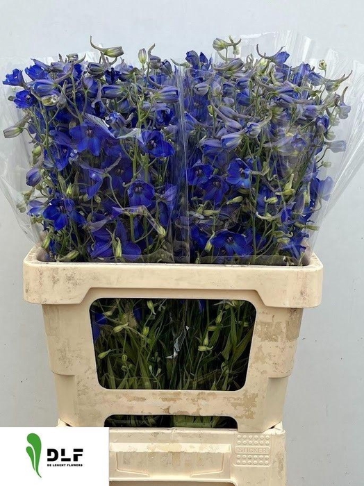 <h4>Delphinium Volkerfriede 60cm</h4>