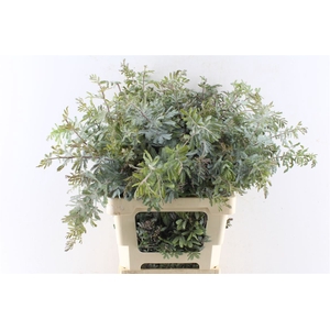 Acacia Gr Baileyana