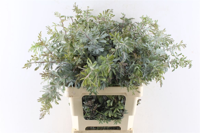 <h4>Acacia Gr Baileyana</h4>