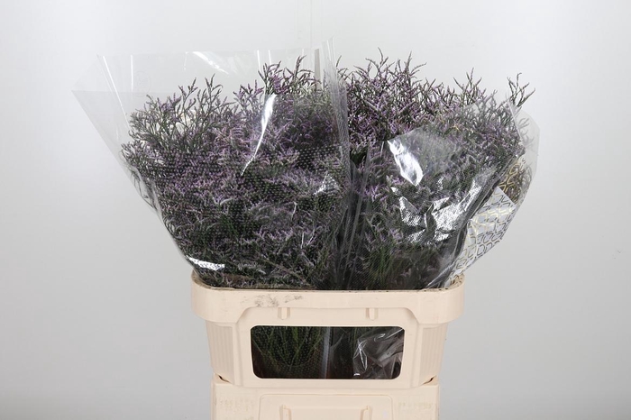 <h4>Limon Safora Lilac</h4>