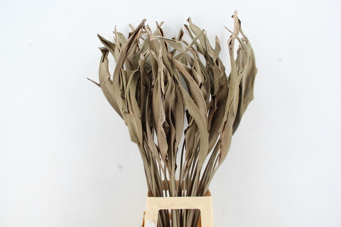 DF Strelitzia Leaf Natural