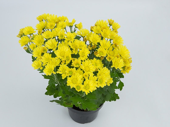 <h4>CRISANTEMO MINI P13 AMARELO</h4>