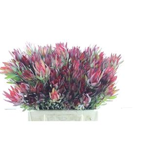 Leucad Sal Blush Single