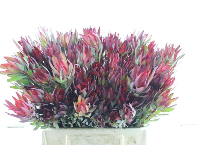 <h4>Leucad Sal Blush Single</h4>